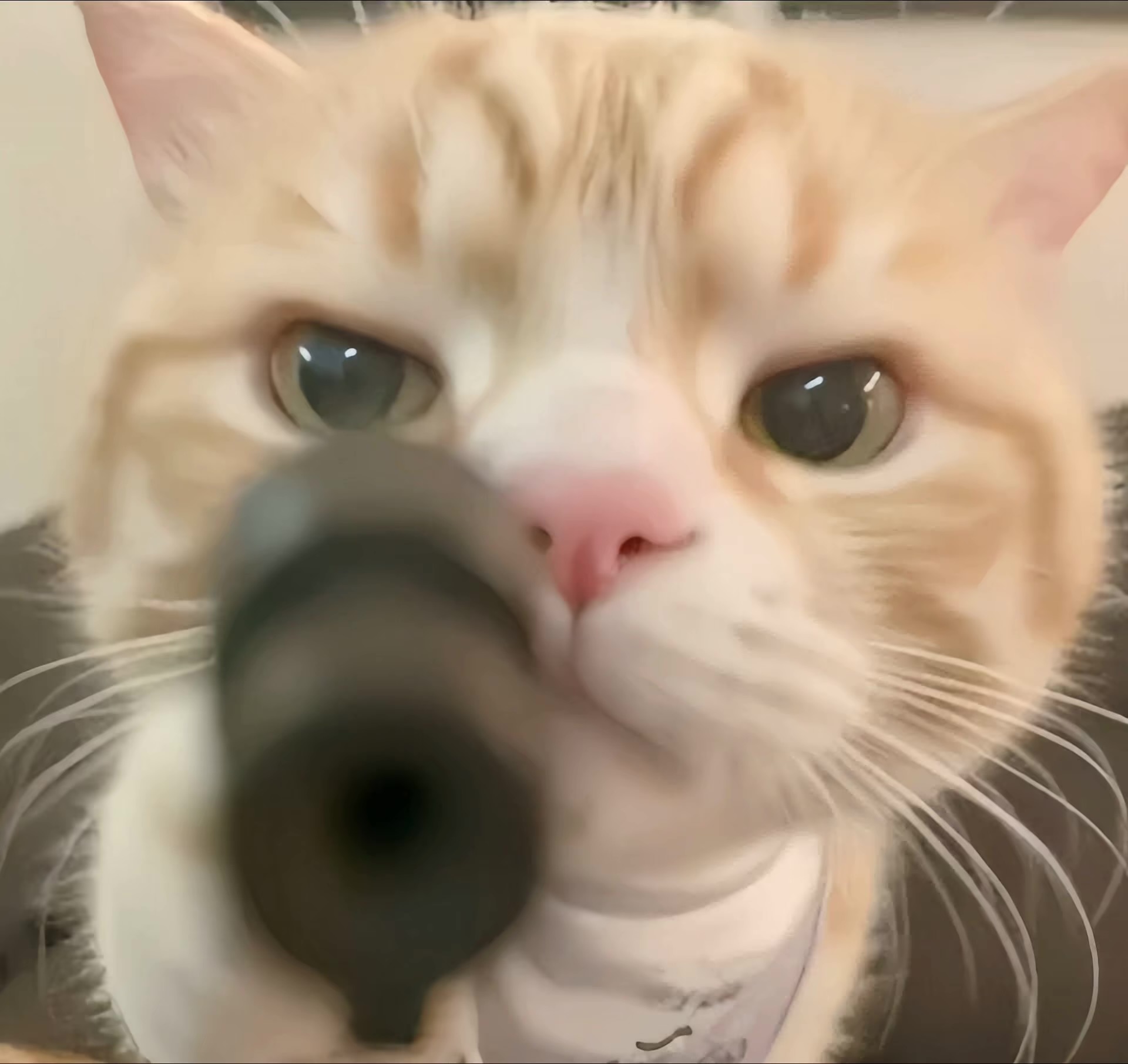 瞎了狗眼